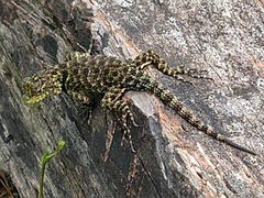 Sceloporus taeniocnemis