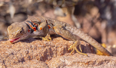 Crotaphytus nebrius