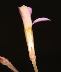 Oxalis aridicola