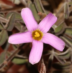 Oxalis aridicola