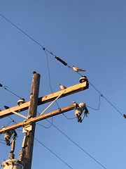 Streptopelia decaocto