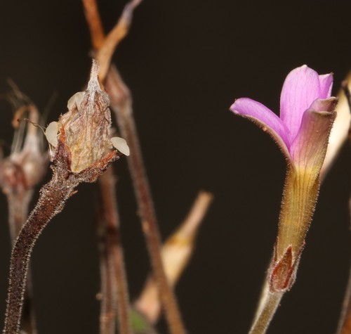 Image of Oxalis aridicola by (c) Brian du Preez, some rights reserved (CC BY-SA)