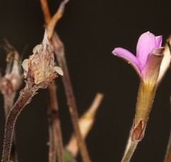 Oxalis aridicola