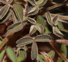 Oxalis aridicola