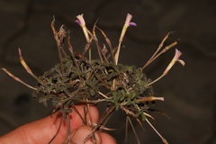 Oxalis aridicola