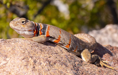 Crotaphytus nebrius