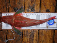 Chelidonichthys lucerna