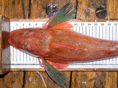 Chelidonichthys lucerna