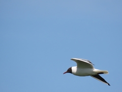 Chroicocephalus ridibundus