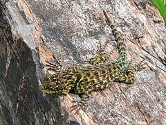 Sceloporus taeniocnemis
