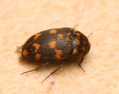 Gold Spot-row-band-dot Carpet Beetle