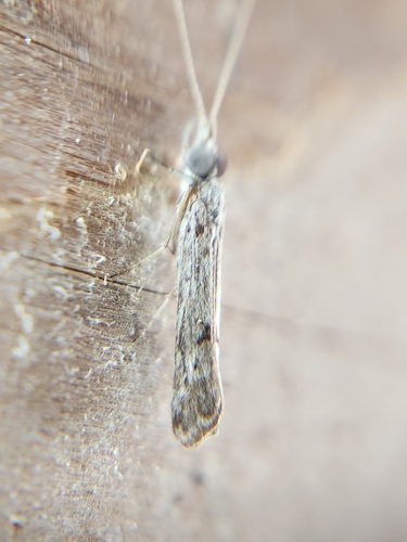 Marilia flexuosa
