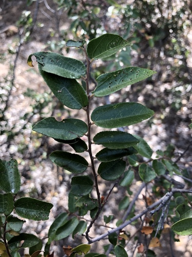 Grewia hornbyi
