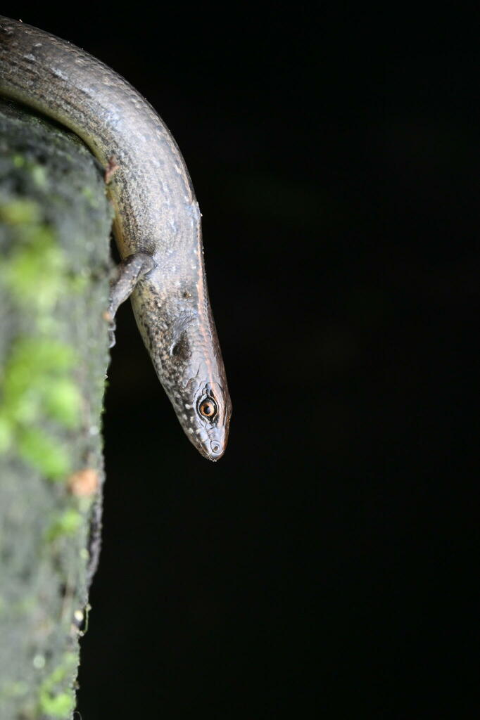 Copper Skink