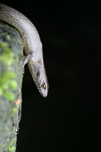 Copper Skink