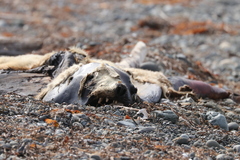 Zalophus californianus