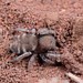 Buckspoor Spider - Photo (c) Joubert Heymans, some rights reserved (CC BY-NC-ND), uploaded by Joubert Heymans