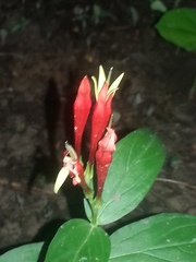 Spigelia marilandica