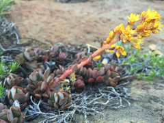 Sedum kiersteadiae