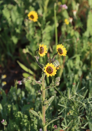 Image of Osteospermum monstrosum by (c) Tony Rebelo, some rights reserved (CC BY-SA)
