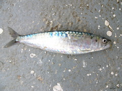 Sardina pilchardus