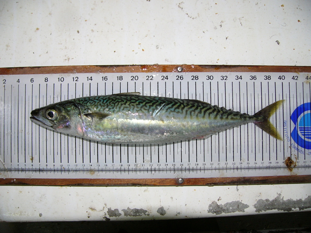 Atlantic chub mackerel (Scomber colias) on a measuring board.