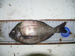 Spondyliosoma cantharus