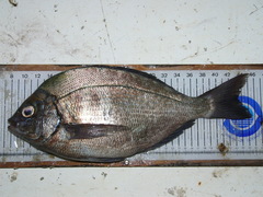 Spondyliosoma cantharus