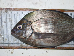 Spondyliosoma cantharus