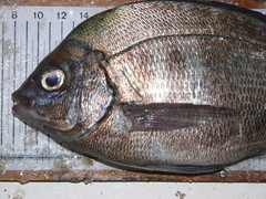 Spondyliosoma cantharus