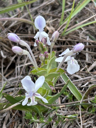 Image of Lapeirousia pyramidalis by (c) Christina, some rights reserved (CC BY)