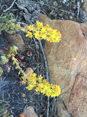 Sedum kiersteadiae