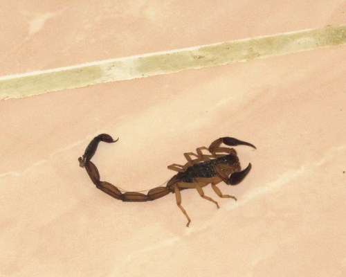 Edward's Bark Scorpion
