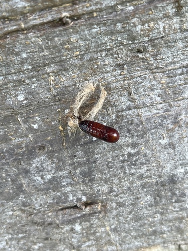 Edwards' Wasp Moth photo 3