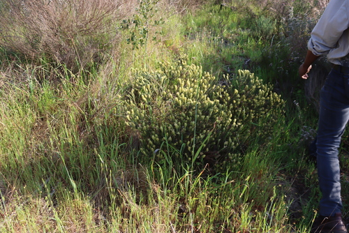 Image of Phylica pubescens by (c) Tony Rebelo, some rights reserved (CC BY-SA)