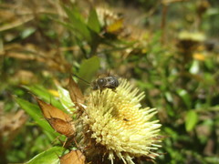 Tetraloniella hohmanni