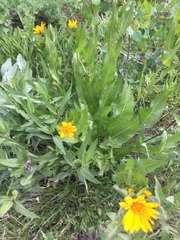 Wyethia amplexicaulis