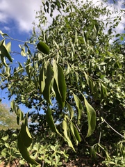 Pristimera longipetiolata