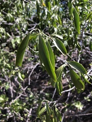 Pristimera longipetiolata