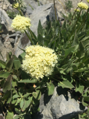 Perideridia parishii latifolia