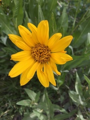 Wyethia amplexicaulis