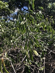 Pristimera longipetiolata