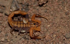 Uroplectes planimanus