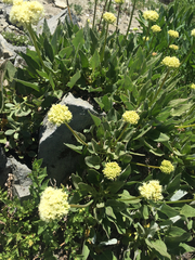 Perideridia parishii latifolia