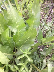 Wyethia amplexicaulis