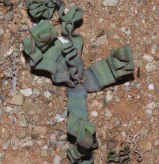 Trachyandra tortilis