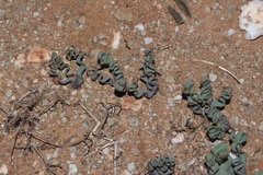 Trachyandra tortilis