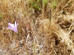 Brodiaea leptandra