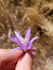 Brodiaea leptandra