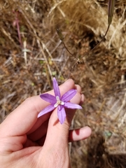 Brodiaea leptandra